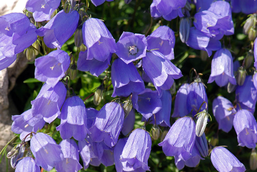 Campanula cochlearifolia.